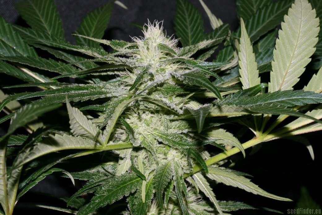 Strain-Gallery: Sweet Chunk (Alpine-Seeds) PIC #01031015392605078 by ...