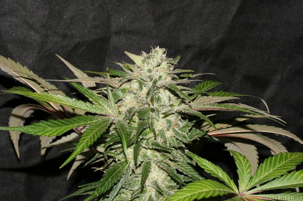 Strain-Gallery: Sweet Chunk (Alpine-Seeds) PIC #27061081552435915 by ...