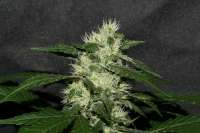 Picture from alpineseeds11 (Sweet Chunk BX1)