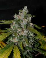 Picture from alpineseeds11 (Sweet Chunk BX1)