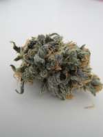 Alpine-Seeds Sweet Chunk BX1 - photo made by thegreen