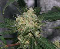 Picture from alpineseeds1 (Sweet Pink Grapefruit)