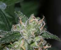 Picture from alpineseeds1 (Sweet Pink Grapefruit)