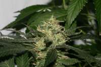 Picture from AlpineSeeds (Sweet Pink Grapefruit S1)