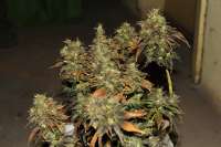 Picture from admin (Sweet Pink Grapefruit S1)
