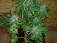Picture from JAHJAHChildren (Sweet Pink Grapefruit S1)