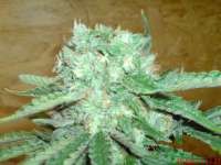 Picture from JAHJAHChildren (Sweet Pink Grapefruit S1)