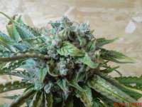 Picture from JAHJAHChildren (Sweet Pink Grapefruit S1)