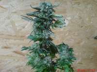 Picture from JAHJAHChildren (Sweet Pink Grapefruit S1)