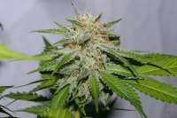 Picture from alpineseeds1 (Victory Kush)