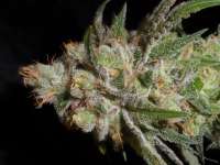 Picture from TeamAmadeus (Heavenly Querkle)