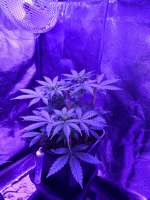 Picture from Indica2me (Auto Future Nr1)