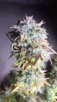 Anesia Seeds Fat Monkey Auto - photo made by zoobzoob23