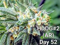 Anthony Renee Genetics Hot Dog OG - photo made by Craigger77