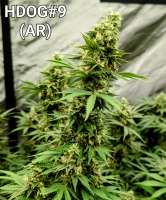 Anthony Renee Genetics Hot Dog OG - photo made by Craigger77