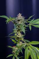 Picture from Mortadelo (Girl Scout Cookies Forum Cookies)