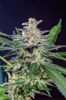 Picture from Mortadelo (Girl Scout Cookies Forum Cookies)