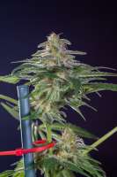 Picture from Mortadelo (Girl Scout Cookies Forum Cookies)