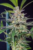 Picture from Mortadelo (Girl Scout Cookies Forum Cookies)