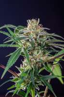 Picture from Mortadelo (Girl Scout Cookies Forum Cookies)