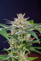 Picture from Mortadelo (Girl Scout Cookies Forum Cookies)