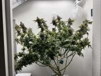 Picture from pdxgrow (Duct Tape)