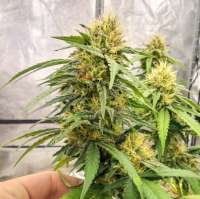 BSV Genetics Yummy Glue - photo made by BSVGenetics