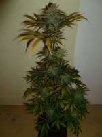 Picture from catlover (Acapulco Gold)