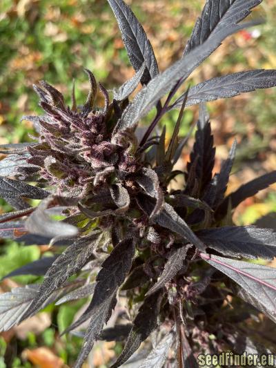 Ayahuasca Purple (Barneys Farm) :: Cannabis Strain Info