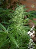 Picture from Faricurgrower (Chronic Thunder)