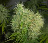 Picture from kagbeni (Cookies Kush)