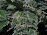 Picture from Heniek (Cookies Kush)