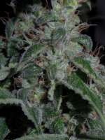 Picture from Heniek (Cookies Kush)