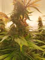 Picture from NeXuS00 (Critical Kush)