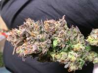 Picture from weeed (Critical Kush)