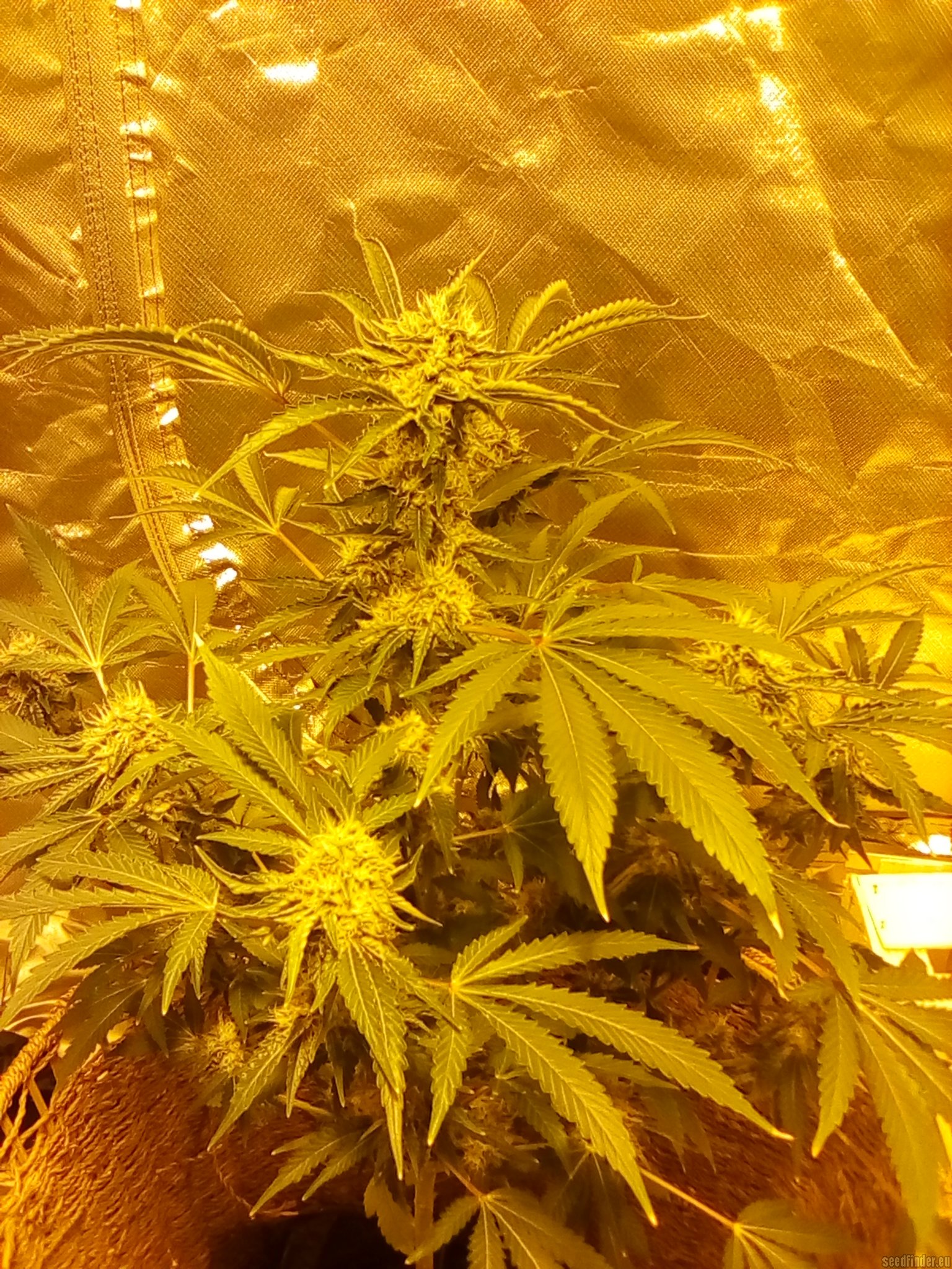 Strain-Gallery: Mimosa Evo (Barneys Farm) PIC #09022106103752149 by ...