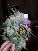 Picture from Mountainheroes (Peyote Critical)