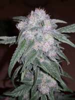 Picture from Mountainheroes (Peyote Critical)