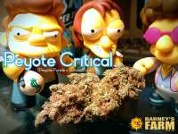 Picture from Justin108 [Peyote Critical]