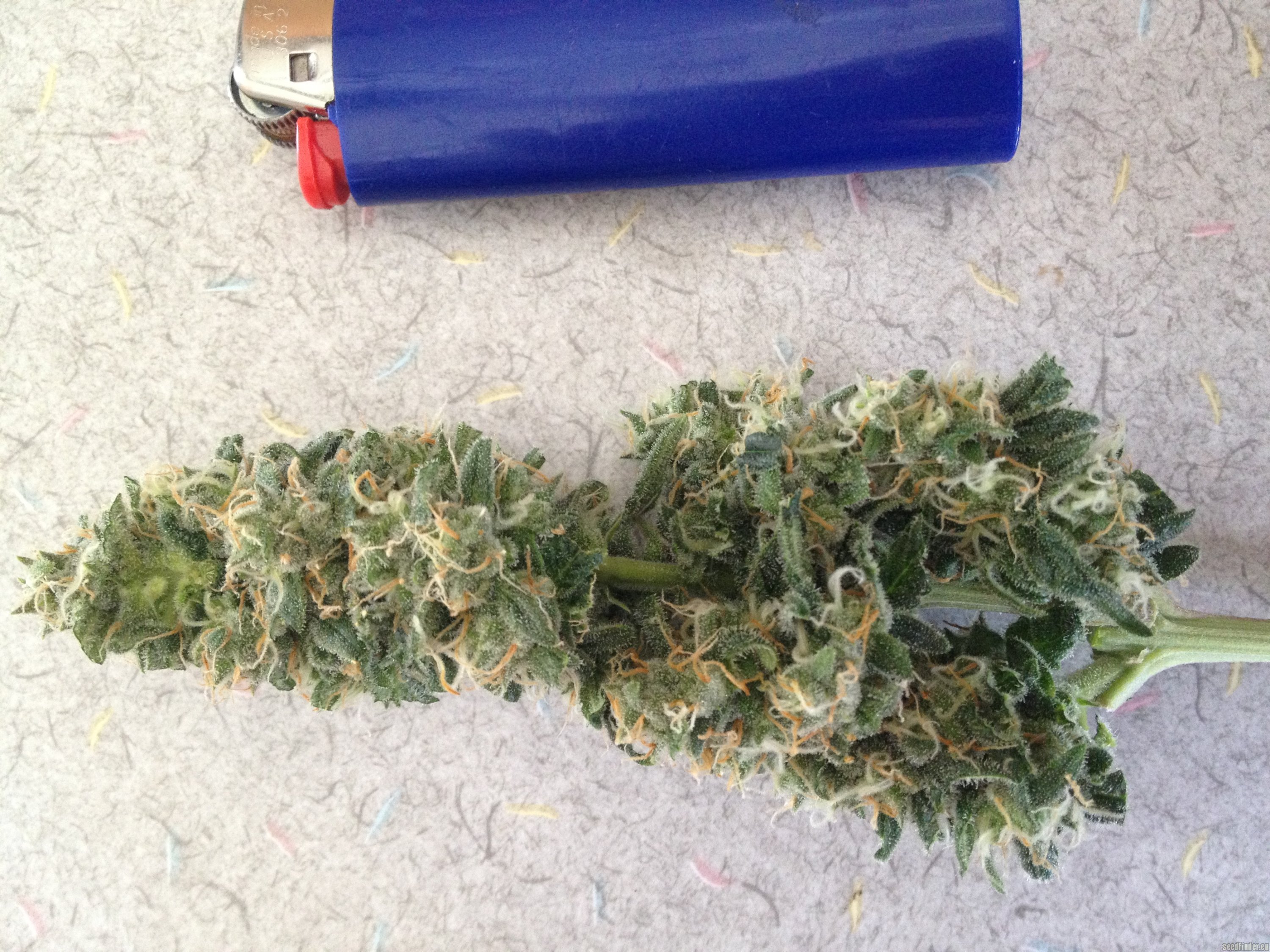 Strain-Gallery: Pineapple Express (Barneys Farm) PIC #19041391075469003 by  MedicalScreener