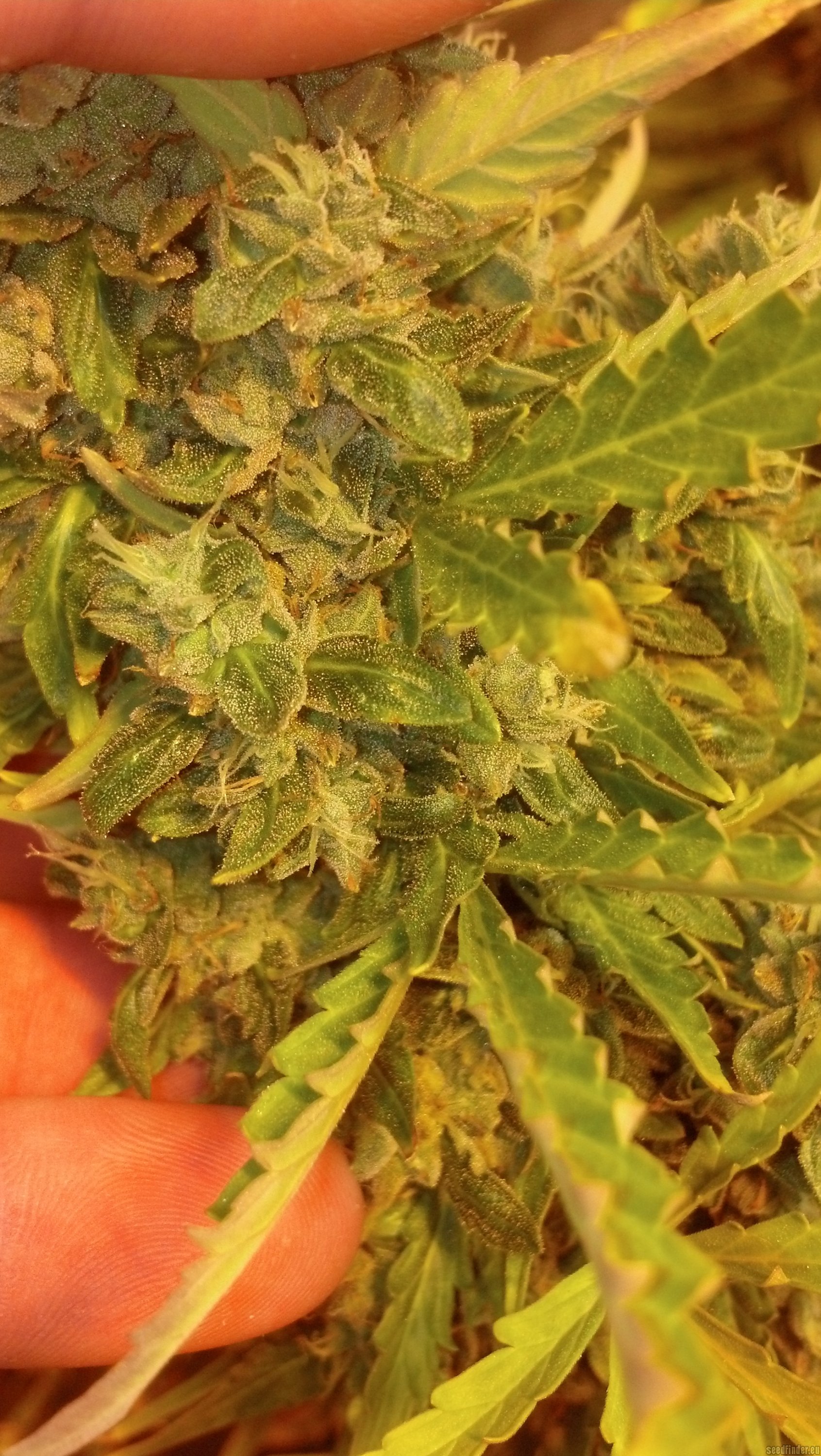 Pineapple Express (Barneys Farm) :: Cannabis Strain Info