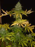 Picture from Boerejonge (Vanilla Kush)