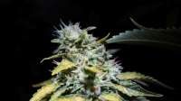 Picture from drLSP (Violator Kush)