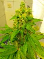 Picture from sickW (Violator Kush)
