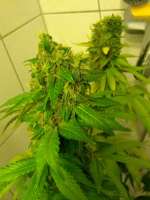 Picture from sickW (Violator Kush)