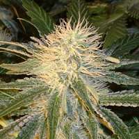 Picture from SativaFred (Violator Kush)