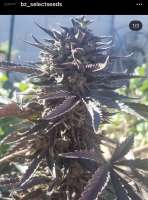 Picture from BzSelectSeeds (Agent J)