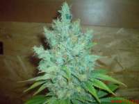 Picture from JAHJAHChildren (Blue Cheese)