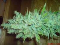 Picture from JAHJAHChildren (Blue Cheese)