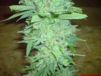 Picture from JAHJAHChildren (Blue Cheese)